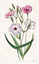 Viscaria oculata fleurs d'occasion  Expédié en France