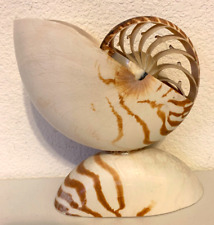 Chambered nautilus seashell for sale  Jackson