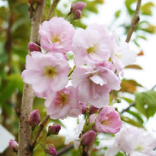 Prunus amanogawa japanese for sale  UK