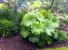 Darmera peltata indian for sale  BECCLES