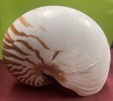 large nautilus shell for sale  Coarsegold