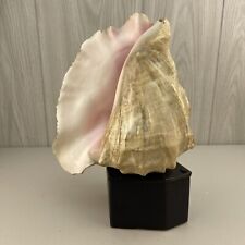 Vintage conch shell for sale  Marlton