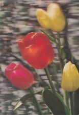 Blumen ptik tulpen gebraucht kaufen  Waldbröl