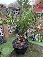 Phoenix canariensis canary for sale  DRONFIELD