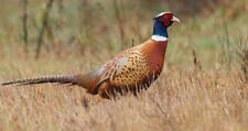 Ringneck pheasant hatching for sale  Dalton