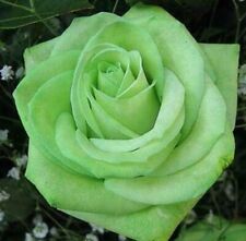 Rare lime rose for sale  LONDON