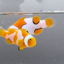 picasso clownfish for sale  North Hills
