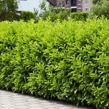 Cherry laurel hedge for sale  NORTHWICH