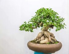 Ficus bonsai tree for sale  Russell