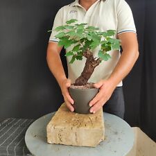 Pre bonsai vite usato  San Pancrazio Salentino