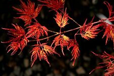 Usato, Acero rosso giapponese Acer palmatum dissectum Emerald Lace pianta vaso ø11 cm usato  Valmacca