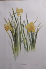 Daffodil watercolornumbered pr for sale  Somerset