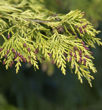 Gelbe gartenzypresse golden gebraucht kaufen  Bad Zwischenahn