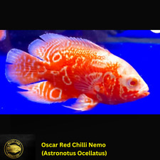 Nemo chili red for sale  Nanuet