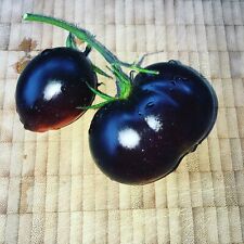 Indigo blue tomate gebraucht kaufen  Seevetal