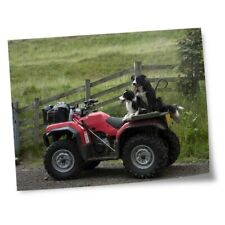 Impressões 8x10" (sem quadros) - Border Collie Sheepdog Quad Farm Bike #24179 comprar usado  Enviando para Brazil