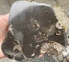FOR SALE A  LOVELY YORKSHIRE GRACILE  FOSSIL AMMONITE HALF NODULE SALTWICK BAY for sale  Shipping to South Africa