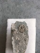 échinodermes fossile d'occasion  Saumur