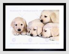 Puppys baby golden for sale  EDINBURGH