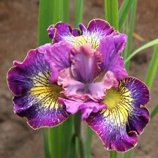 Siberian iris audacious for sale  LAMPETER