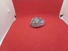 Large tiger cowrie for sale  CHORLEY