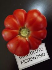 Pomodoro costoluto fiorentino usato  Spedire a Italy
