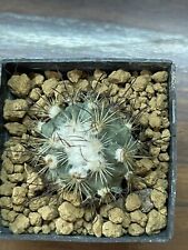 Turbinicarpus vierekii 2.6 usato  Valdastico