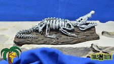 Fossil finds niles d'occasion  Expédié en Belgium