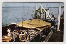 Postcard salmon fish for sale  Florence
