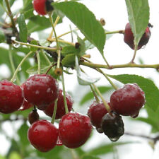 Prunus carmine jewel d'occasion  Pouzauges