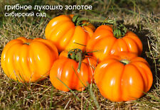 Tomaten goldener pilzkorb gebraucht kaufen  Rostock