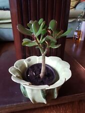Geldbaum bonsai crassula gebraucht kaufen  Halle