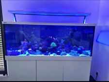 Meerwasser aquarium red gebraucht kaufen  Berlin