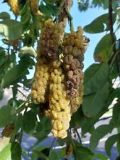 Cermesba de dos casas Phytolacca dioica - Ombu 50+ semillas - Seeds Gx 104, usado segunda mano  Embacar hacia Argentina