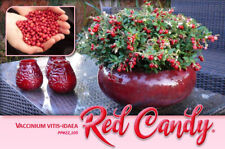 Lingonberry red candy for sale  Albany