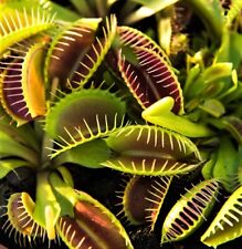 Venus flytrap seeds for sale  Titusville