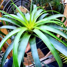outdoor indoor house plant for sale  Edgewater