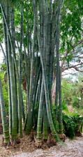 Dendrocalamus Giganteus Asper, S 2 Giant,Bambu Raccolto 2023….20 Semi Freschi comprar usado  Enviando para Brazil