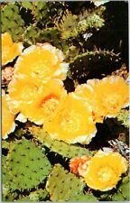Pricky Pear Cactus Opuntia Compresa Nature Press 1974 VTG Chrome Postcard A98, used for sale  Shipping to South Africa