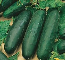 Cucumber marketmore vegetable for sale  THORNTON HEATH