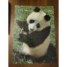 Little miss panda for sale  Saint Louis