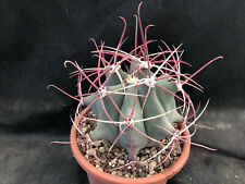 Ferocactus emoryi cactus usato  Massafra