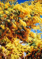 Golden mimosa tree for sale  Saint Augustine