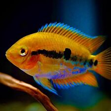 Herotilapia multispinosa orang for sale  LONDON