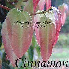 Ceylon cinnamon spice for sale  Haleiwa