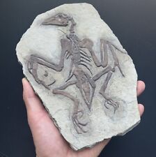 Real confuciusornis fossil for sale  Shipping to Ireland