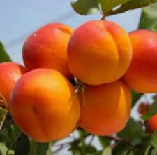 Aprikosenbaum süße früchte gebraucht kaufen  Moormerland