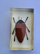 Vintage joli insecte d'occasion  Cuges-les-Pins