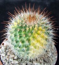 Mammillaria spinosissima varie for sale  EASTBOURNE