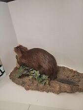 Beaver taxidermy mount for sale  Shipping to Ireland